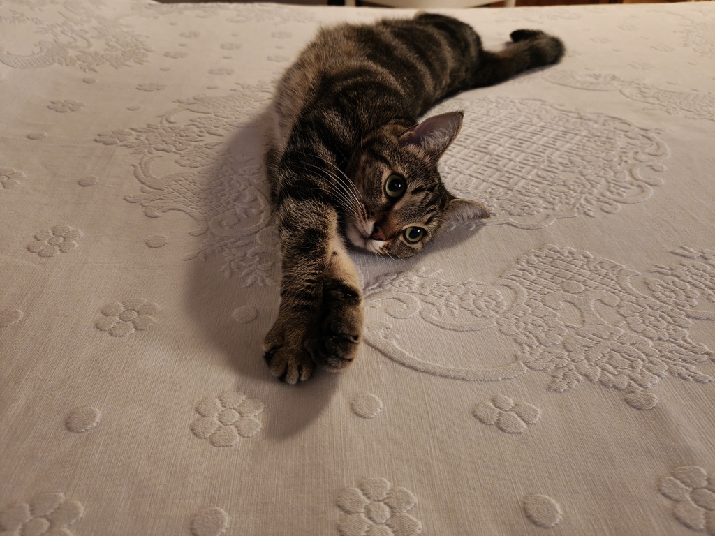 Madame la chatte 