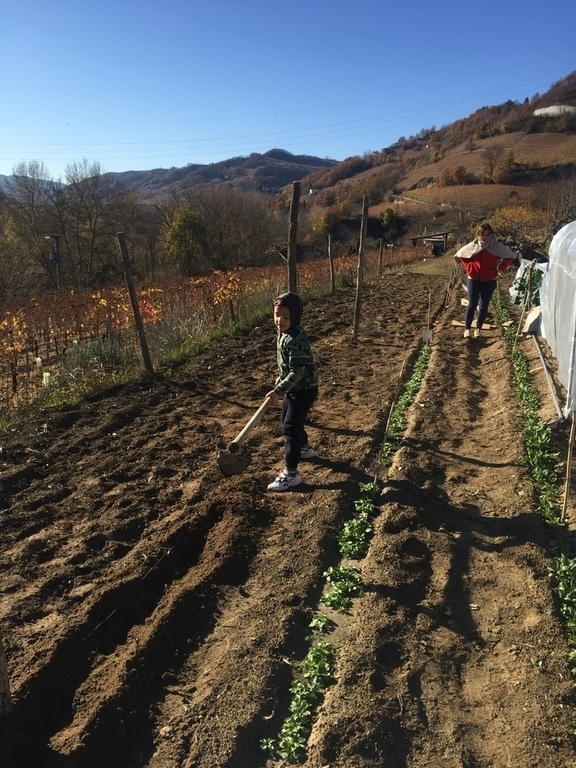 Augusto in the veg garden