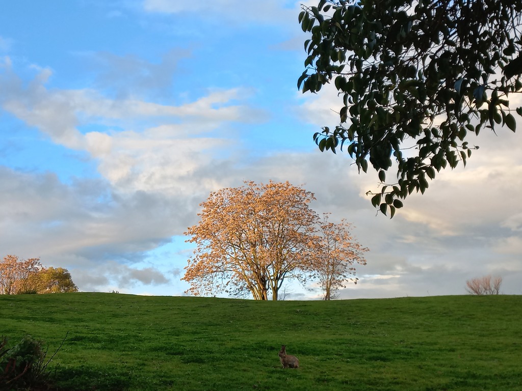This is where I spend my early hours in the morning: fresh air, silence and nature all around  