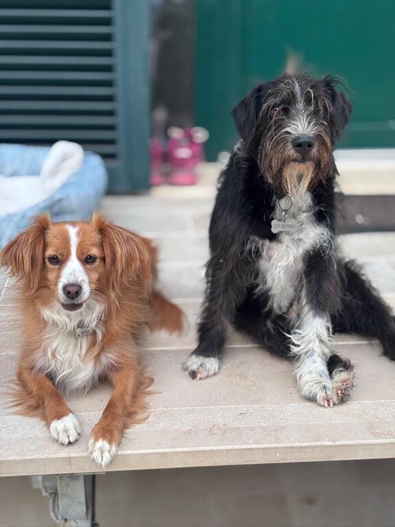 My little dogs, Sira and Rio