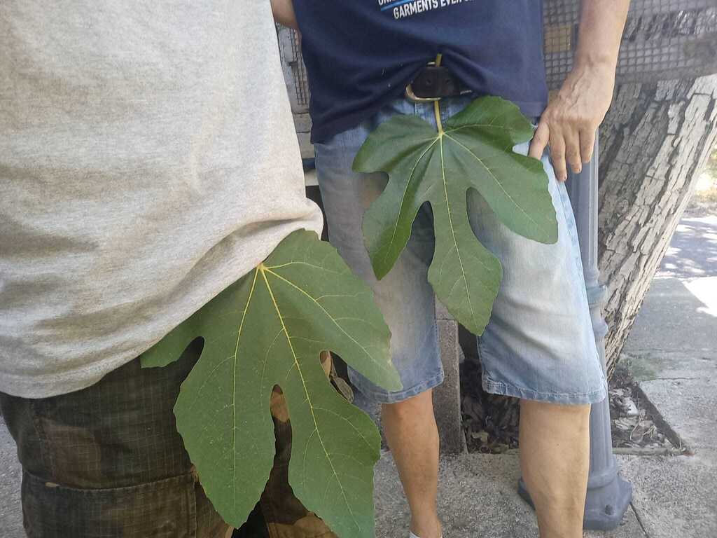 Non ci nascondiamo dietro una foglia