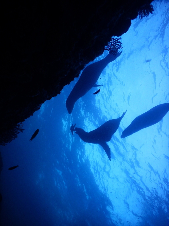 SCUBA in the Sea of Cortez, incredible.