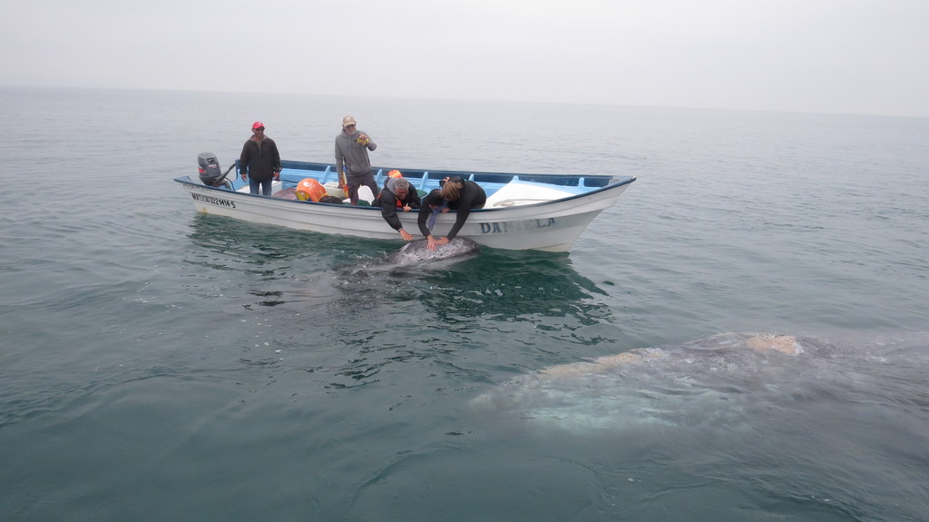 This is us petting grey whales in the wild with our home exchange friends from Germany.  Bahia Magdalena, BCS Mexico. 
