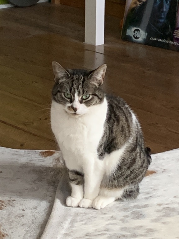 Our cat Moon