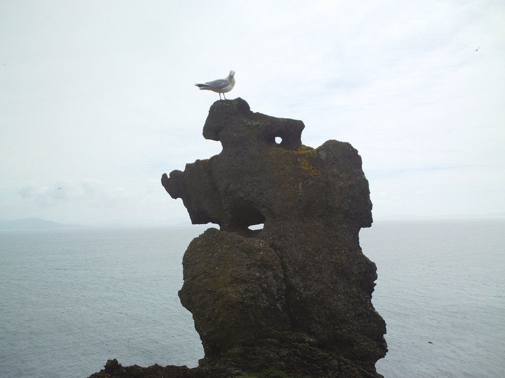 Just a happy seagull beside us