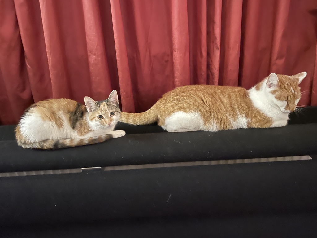 Our cats Vlinder and Vuur (butterfly and fire)