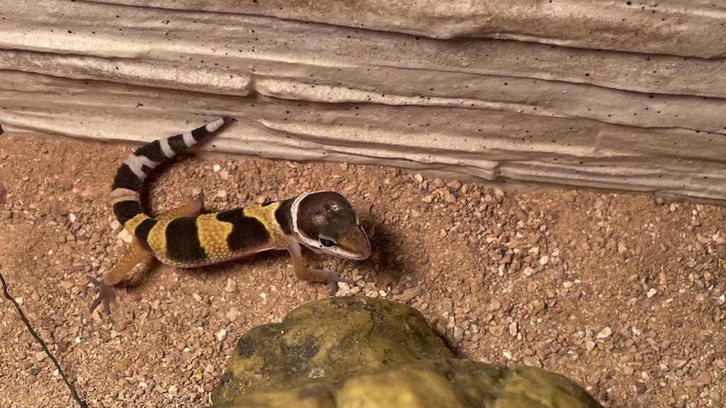 Lulu,  leopard gecko (but we can send him into care)