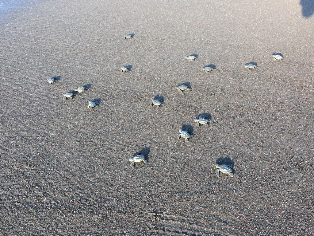 2018 Guatemala, birth of turtles