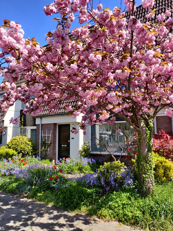 The front of our home in springtime