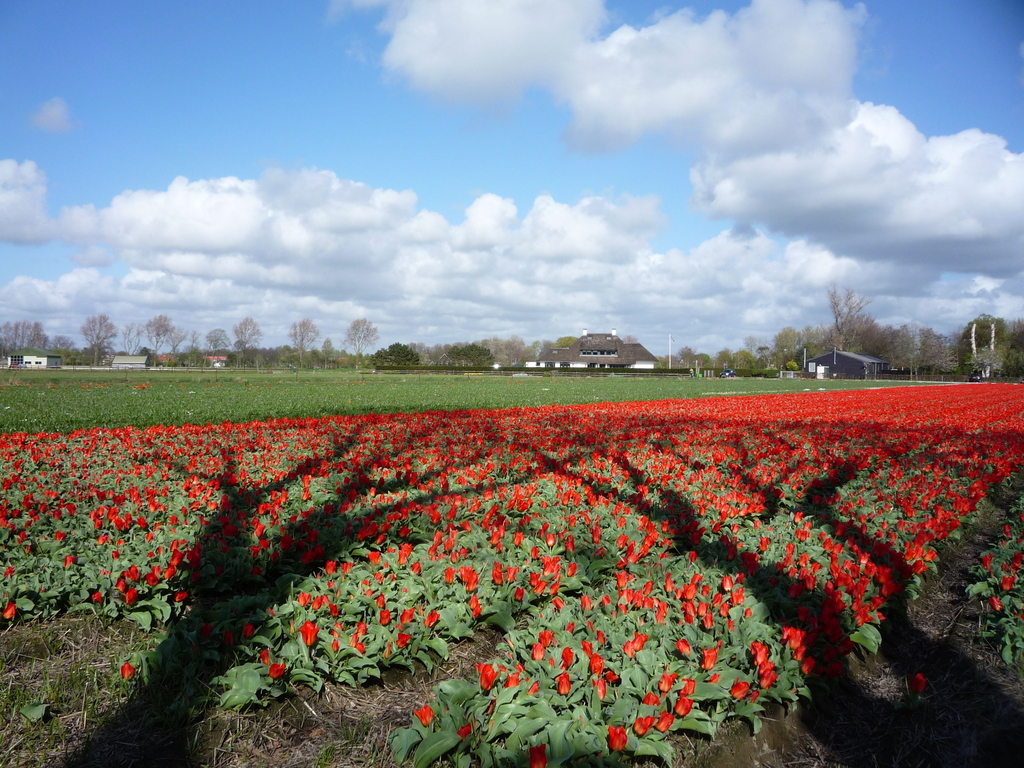 fields of tulips very near in spring