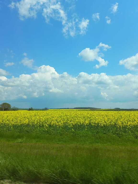 colourfull fields are always near