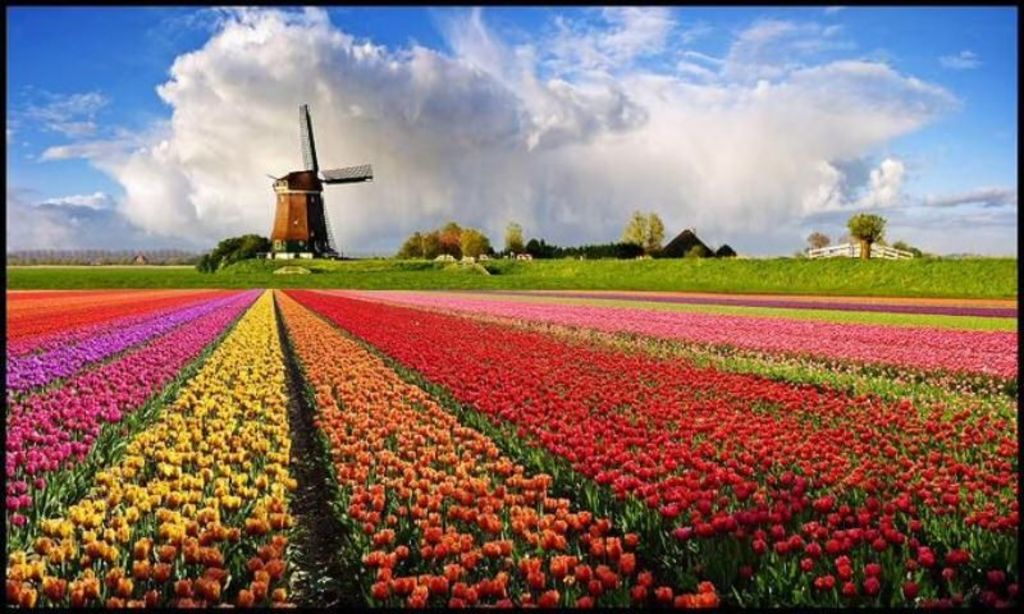 Fields with flower bulbs
