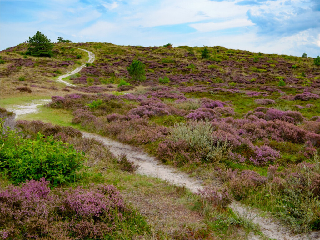 The dunes between Bergen -Schoorl , wonderfull to explore by bike, 10 min from our home 
