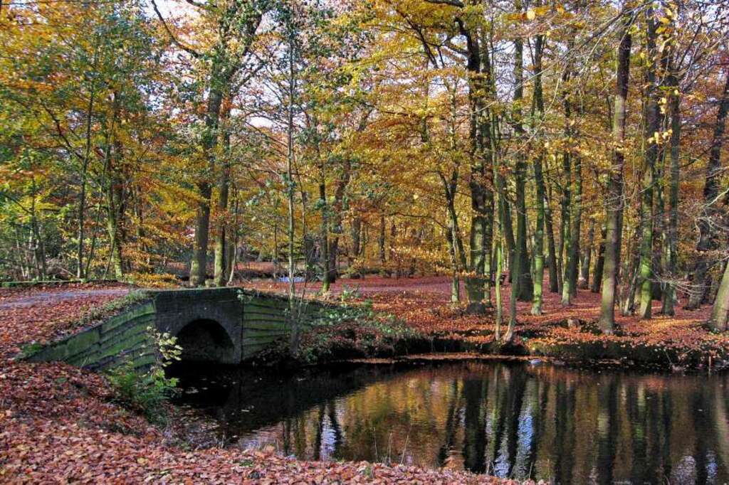 One of the most beautiful places for a walk in the woods of Bergen nh. 