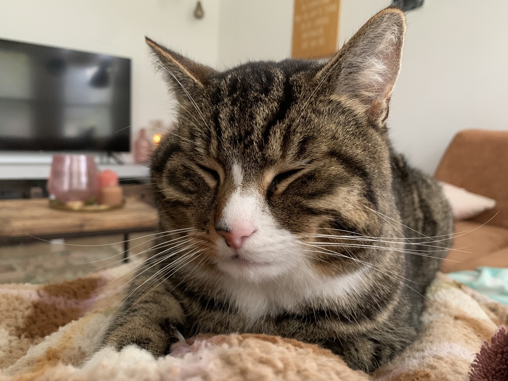 Our cat named 'Joep'