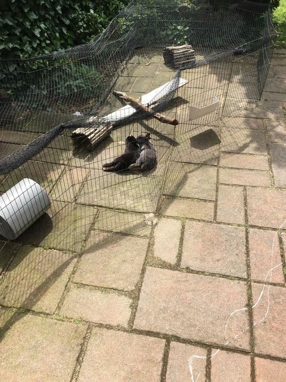 Also part of our family: our rabbits 'Droppie' and 'Grijzelientje'