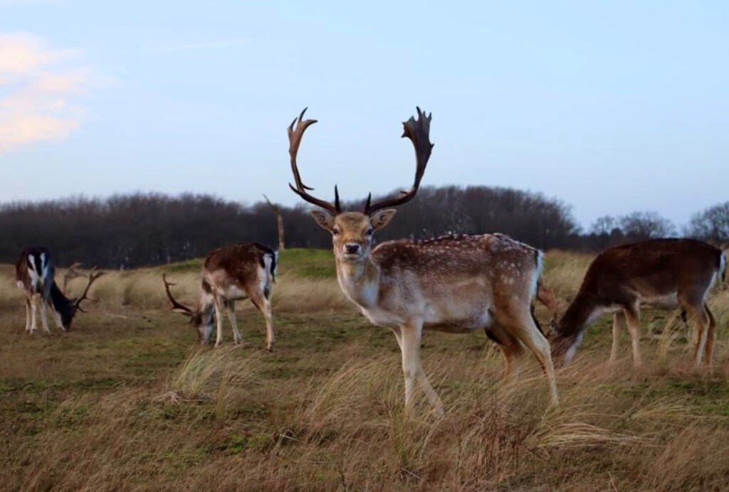 Walking among deers; Amsterdamse waterleidingpark (30 min away)