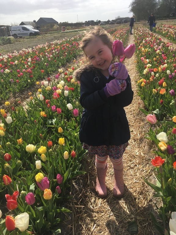 Tulipfields in spring 