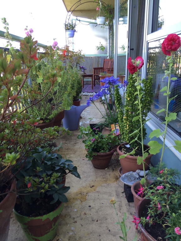 Planten op het balkon
