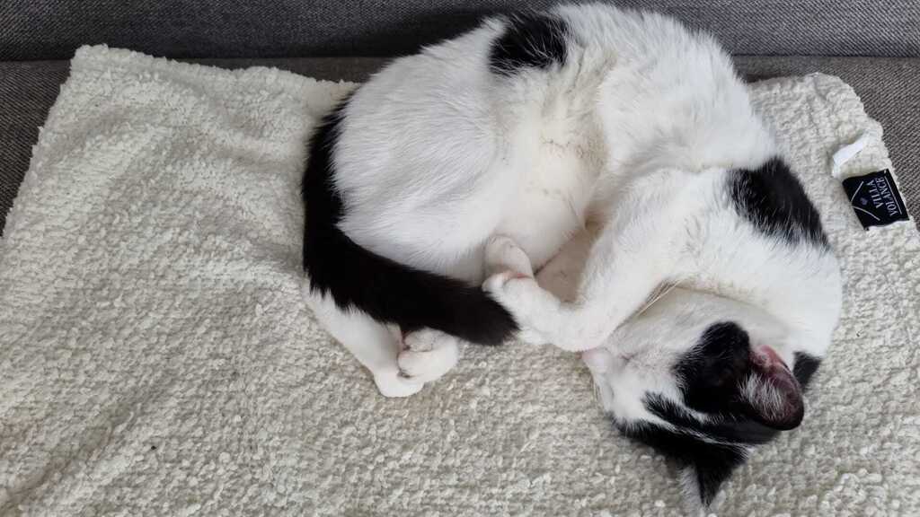 Cat Boris