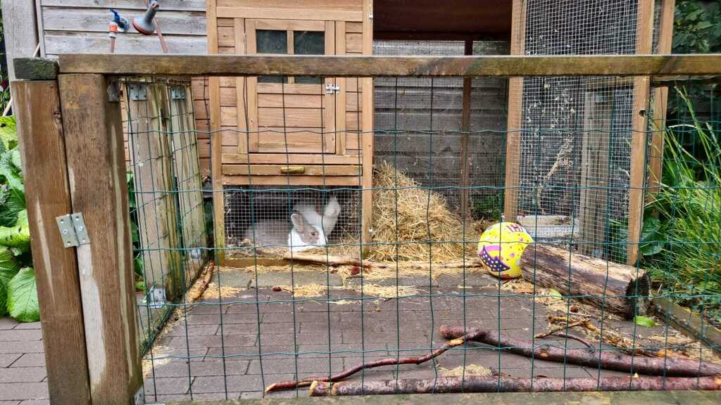 Rabbits