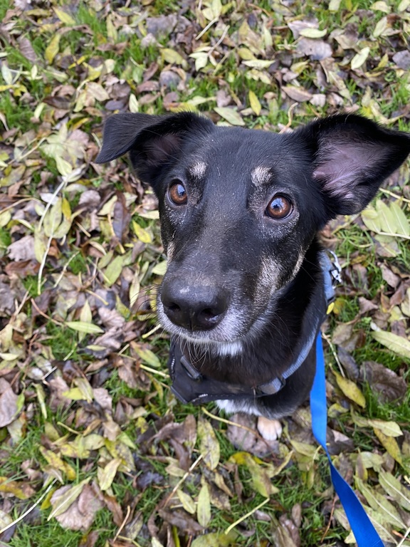 Our sweet dog Laika! She can stay in NL with our parents when we go on a trip :)