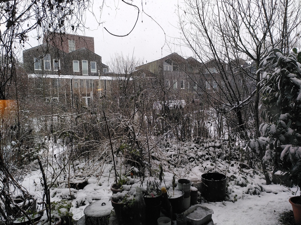 Garden in winter