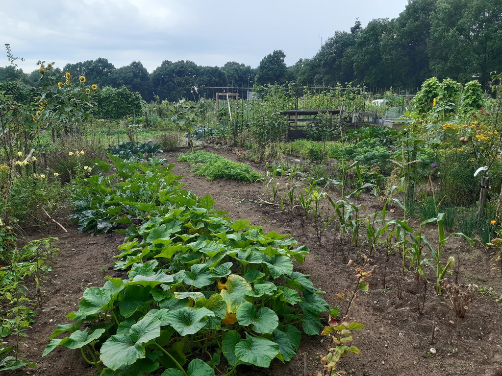 Our vegetable garden