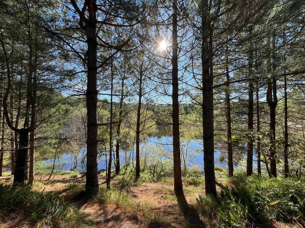 Dunes/ Forest Schoorl (5 minutes cycle and welcome the nature)