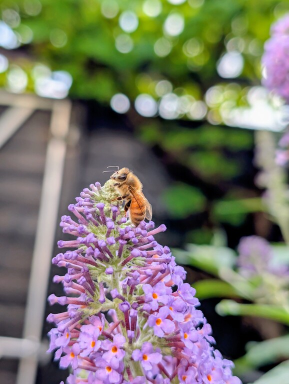 Our green garden attracts lots of life and flourishes during spring and summer