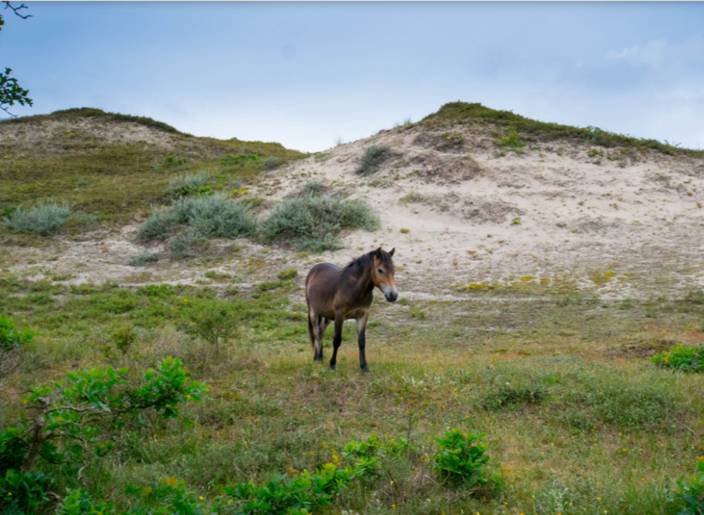 Wild Horse in the Dunes