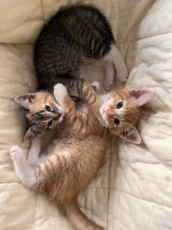 Gigi and Pela, cute and social (and wild as kittens are)