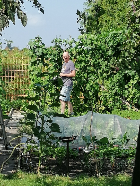 Klaas is harvesting green beans