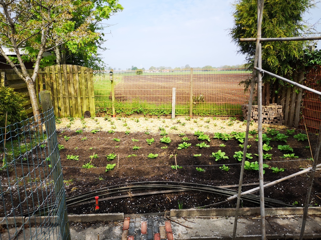 backyard vegetablegarden