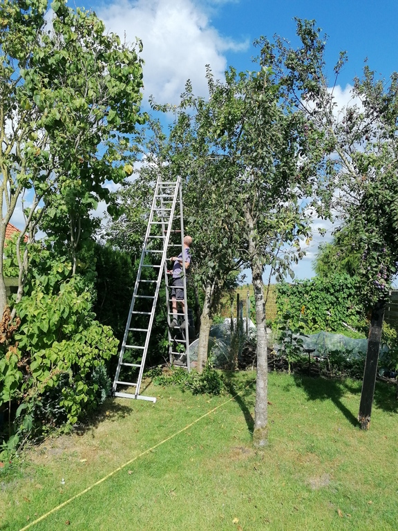 fruit trees in backgarden