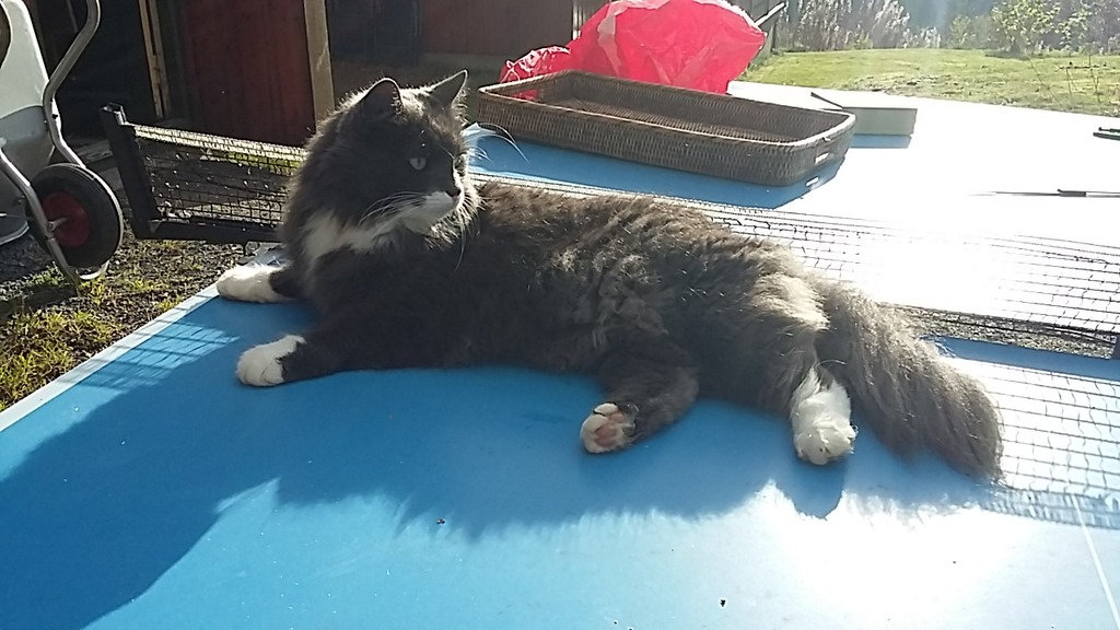 Hoomer, one of our cats