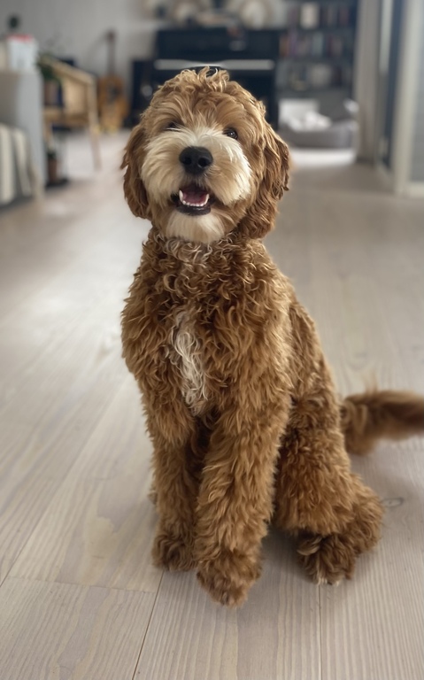 Our dog “Juster”. He is a 1,5 year old labradoodle