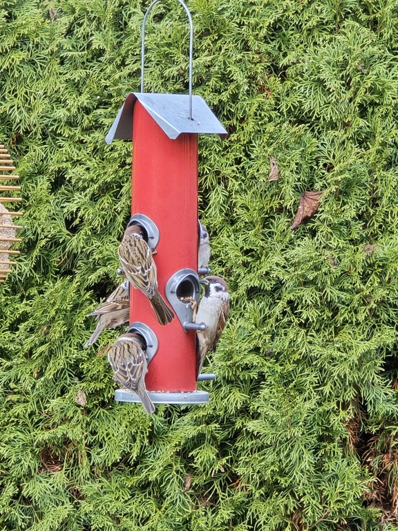 garden 3