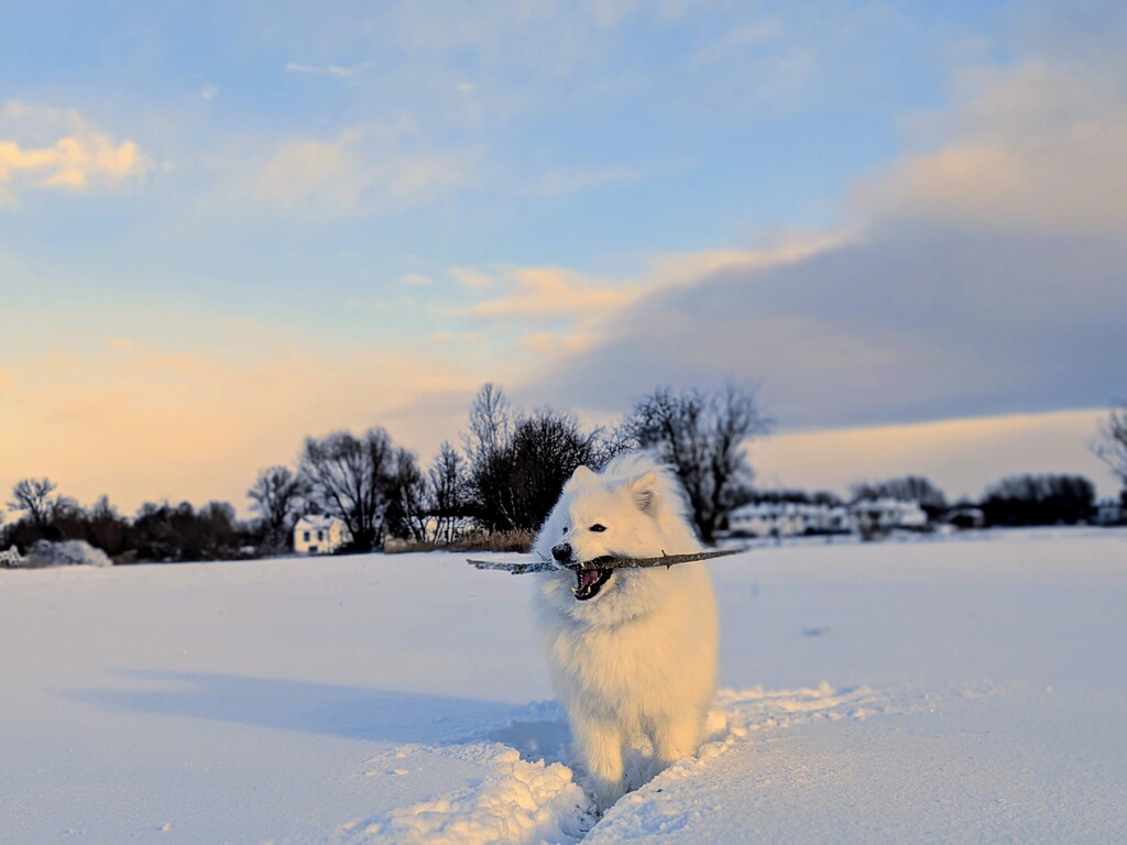 The meadow near our house and our happy dog named Paxton