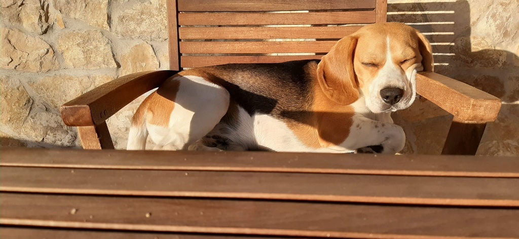 Our beautiful dog Snoopy