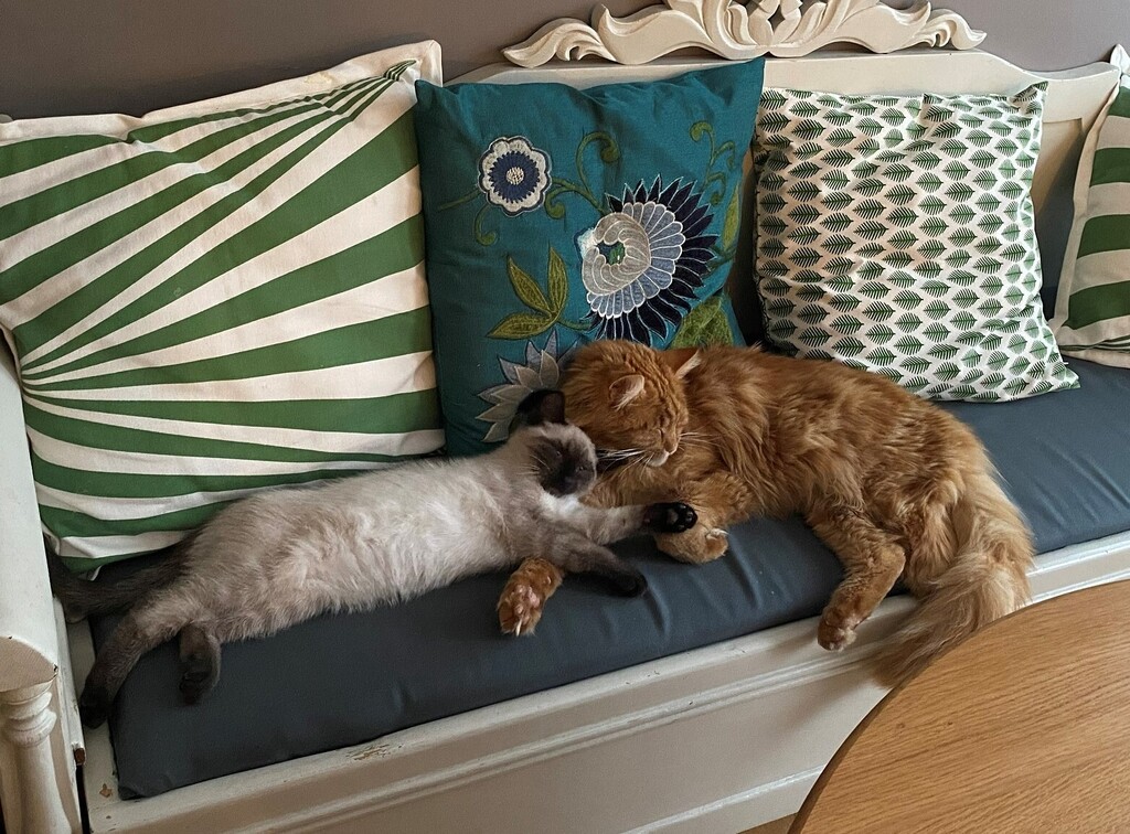 Nisse (left) and Leo (right)