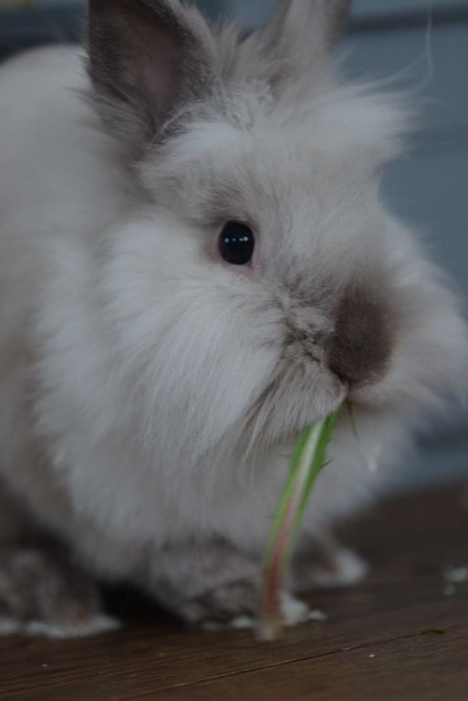 Linneas rabbit, Theo.