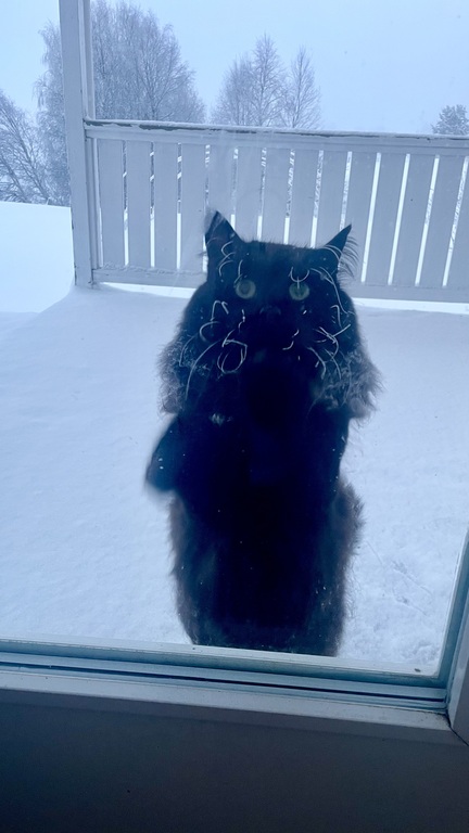 Our very friendly cat Jouko. 