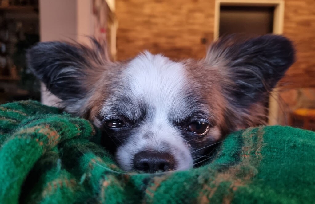 Our Chihuahua named Nala who will be traveling with us