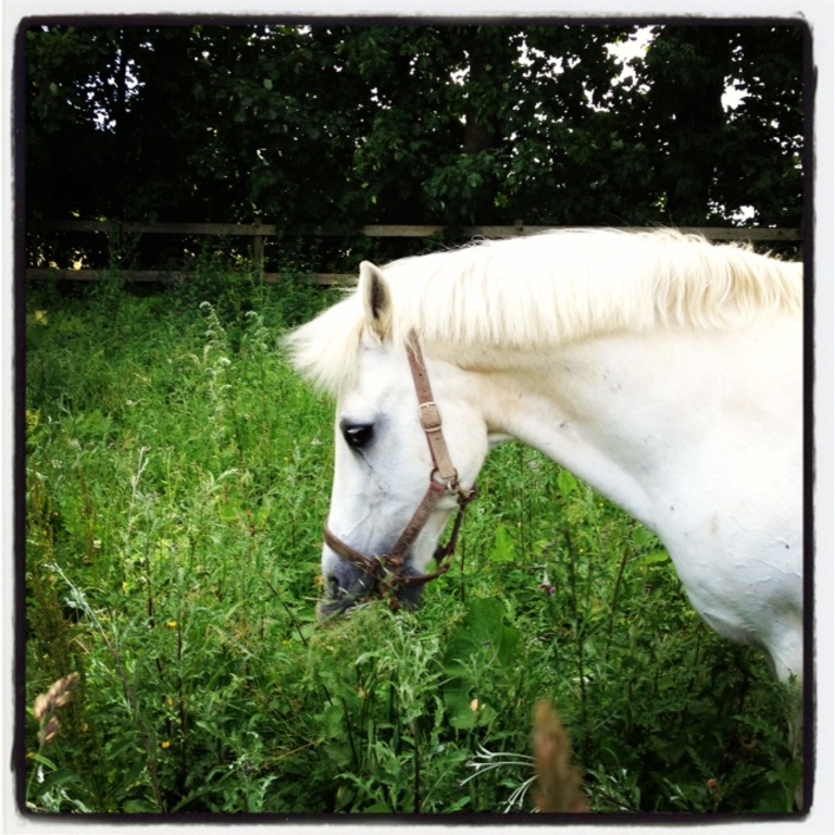 Lykke´s first pony