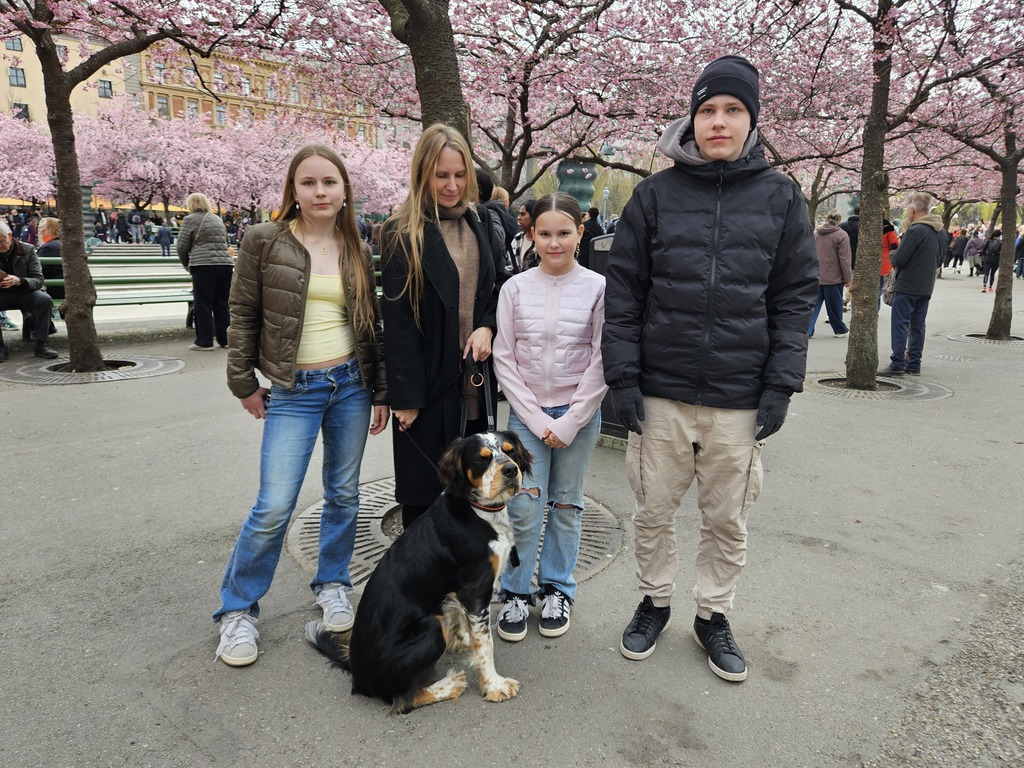 Stockholm and cherry blossom