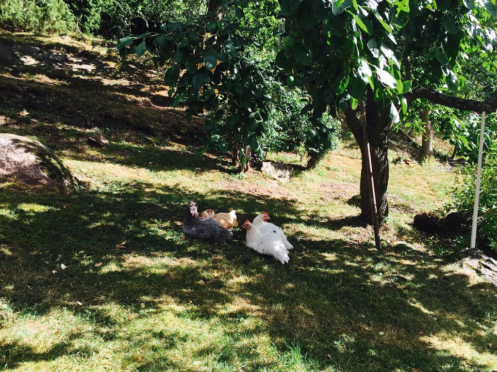 Our garden, we have 5 chicken that gives us eggs every day