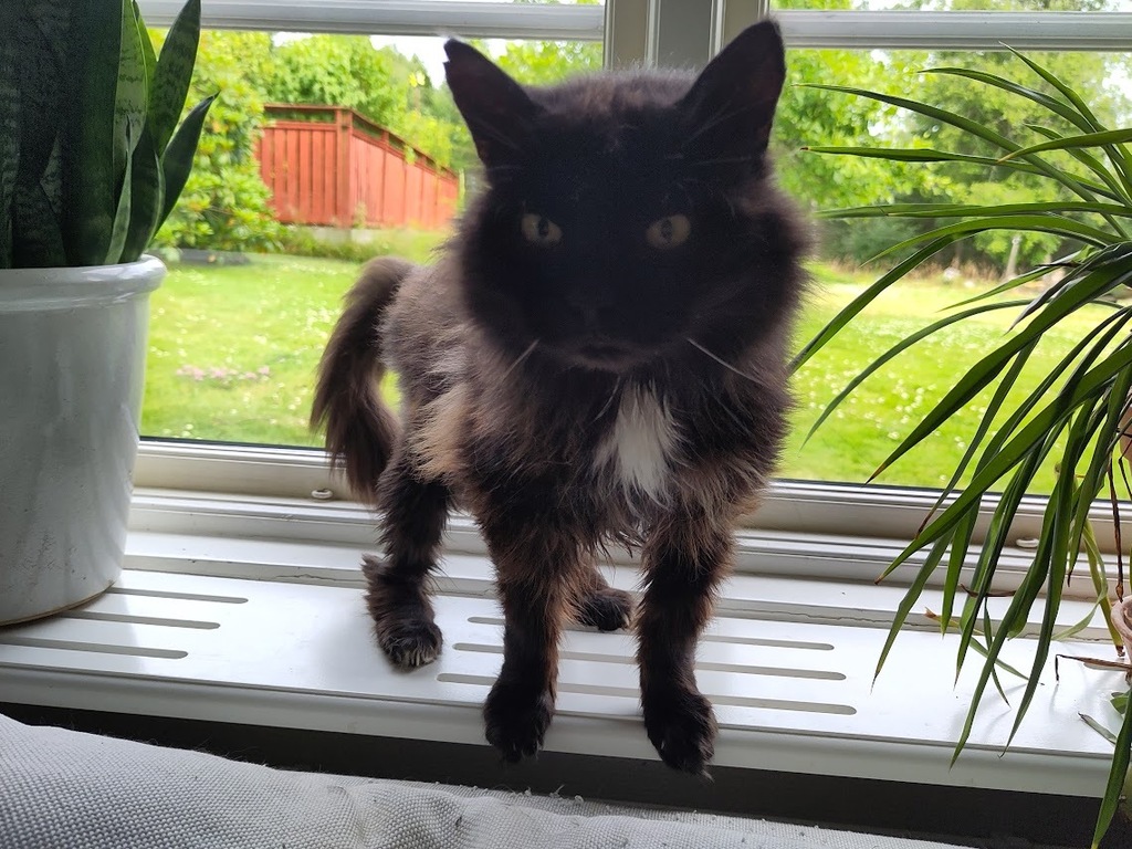 Trollis in the window.