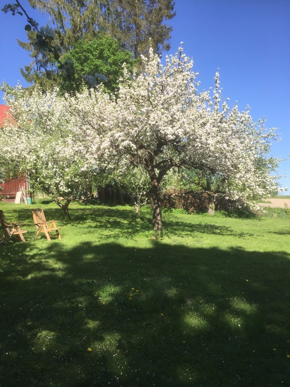 Appeltree in may