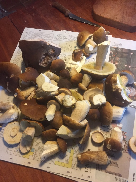 There is plenty of mushrooms in nearby forests